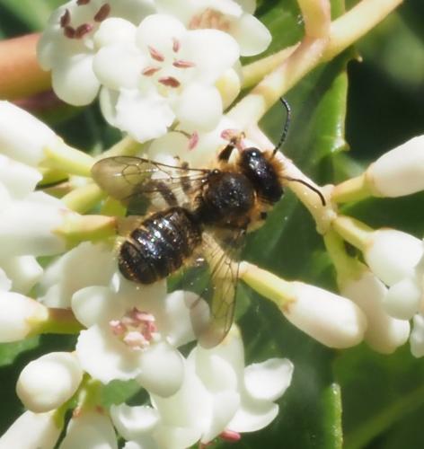 Megachile sp.